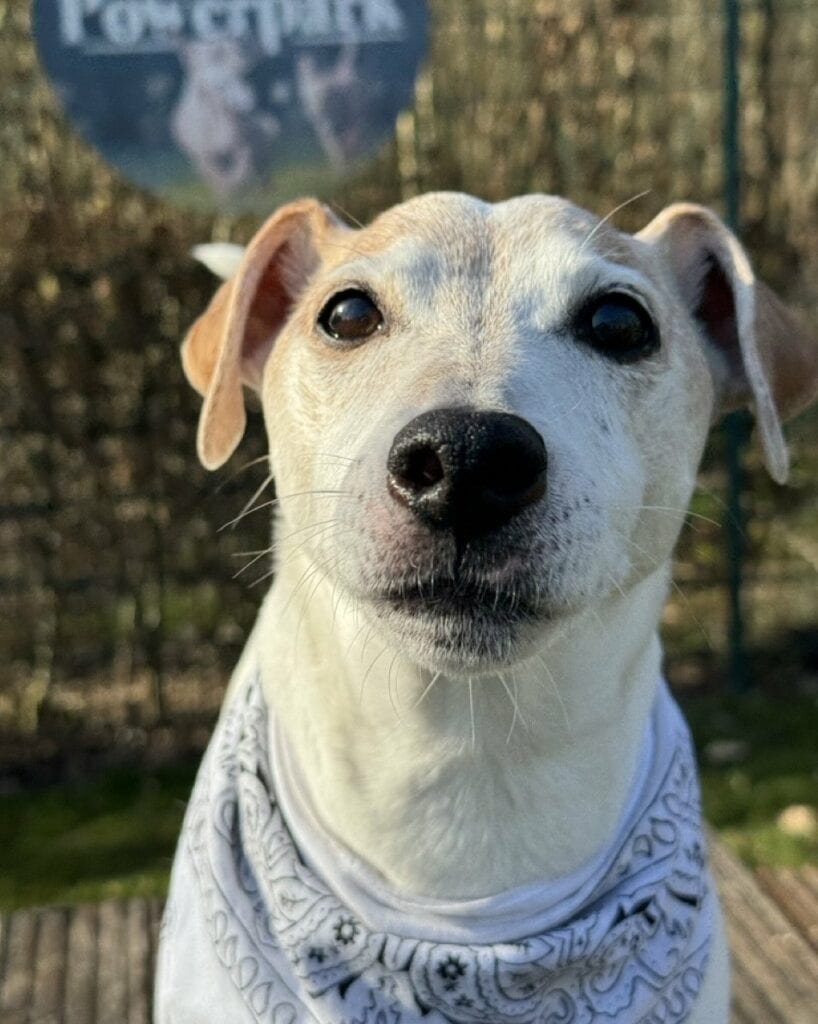 Foto: Tobi - Hunde > Hunde