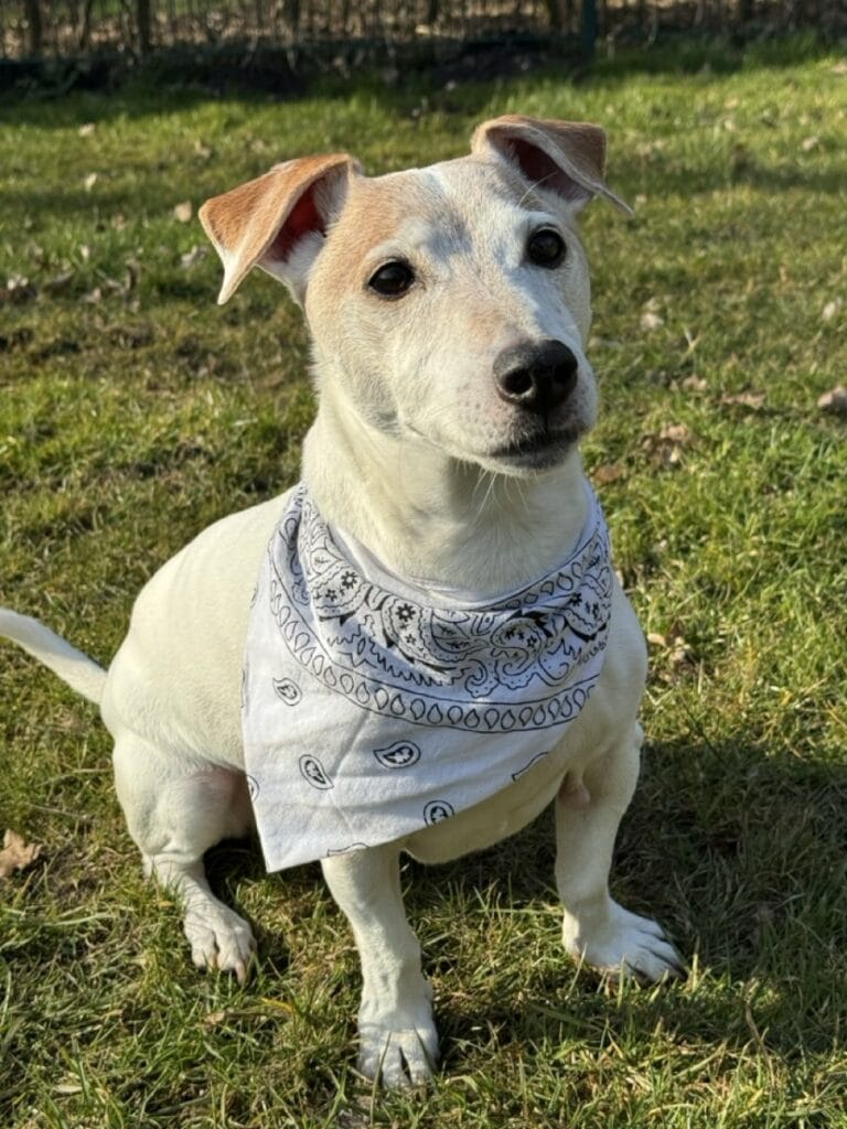 Foto: Tobi - Hunde > Hunde