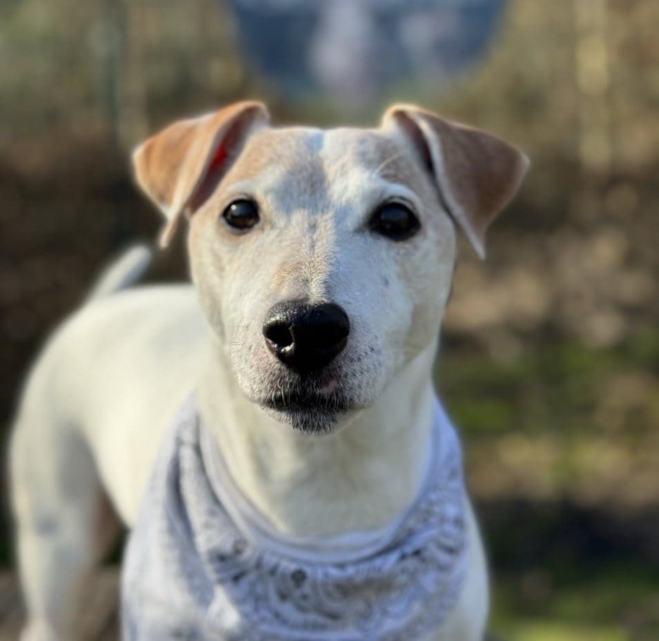 Foto: Tobi - Hunde > Hunde