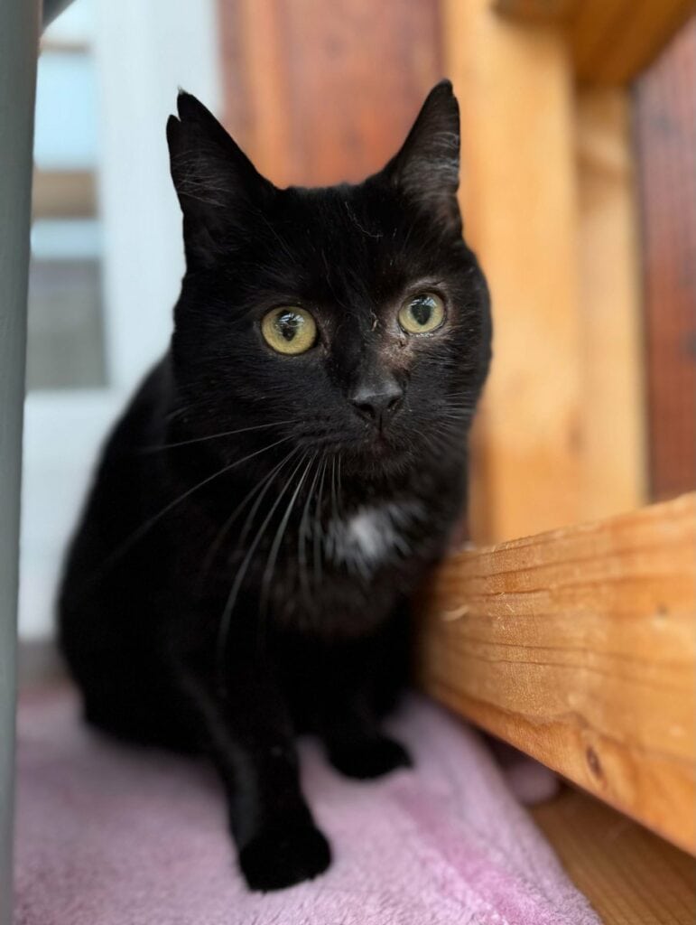 Foto: Molle - Katzen > Freigänger