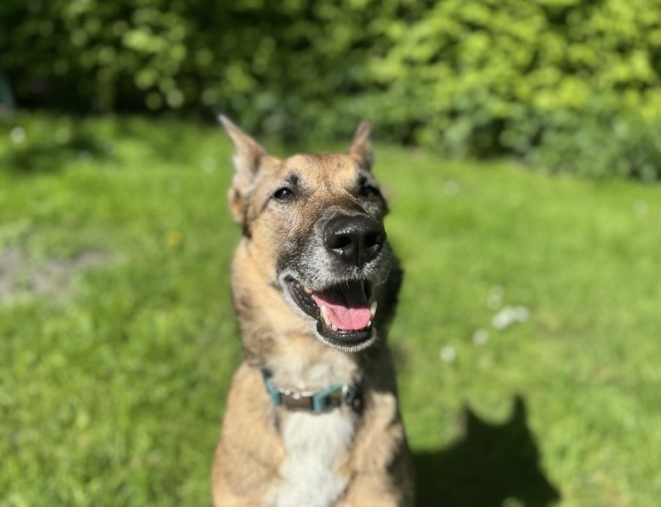 Foto: Mira - Hunde > Hunde