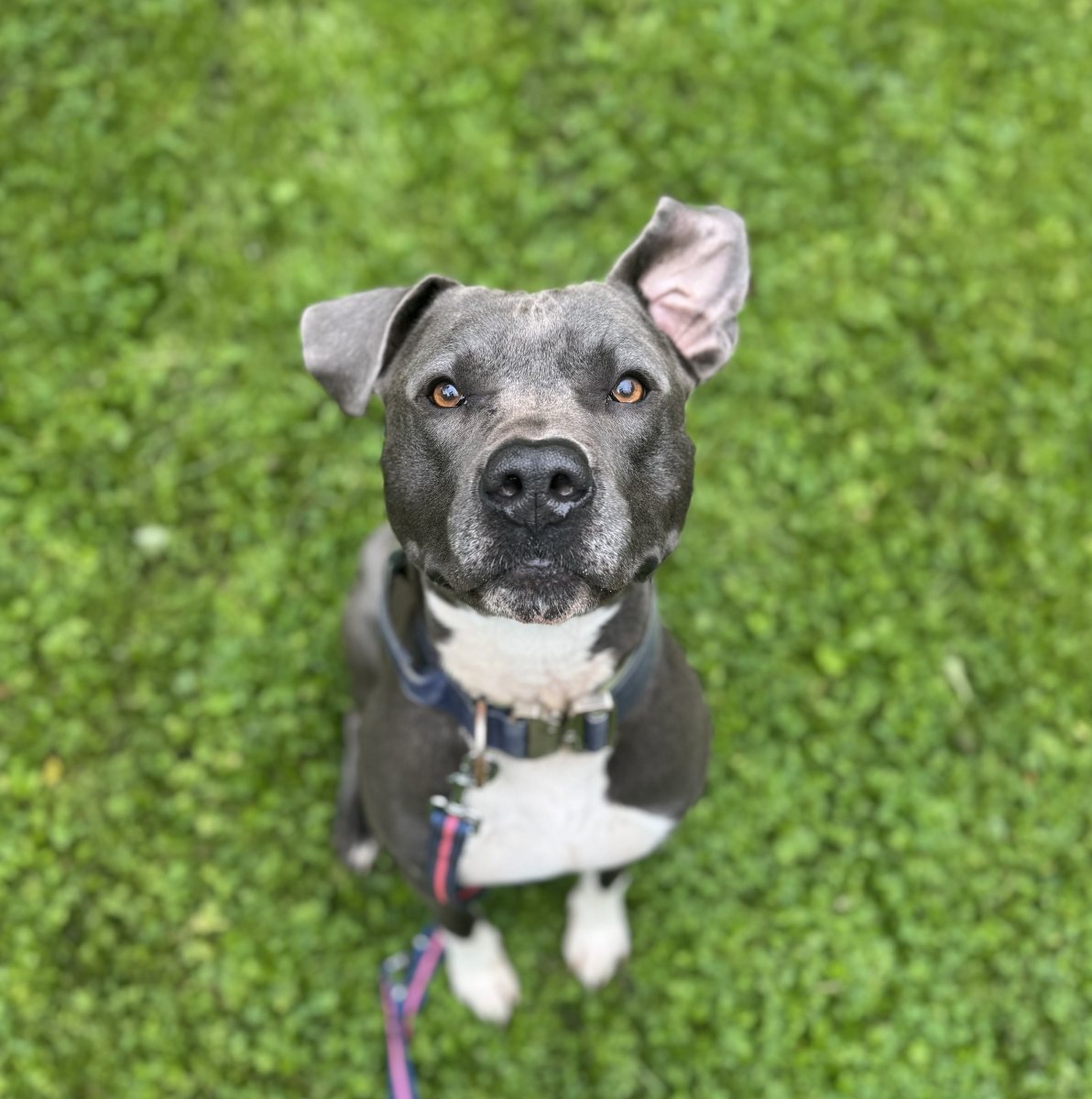 Foto: Kevin - Hunde > Hunde