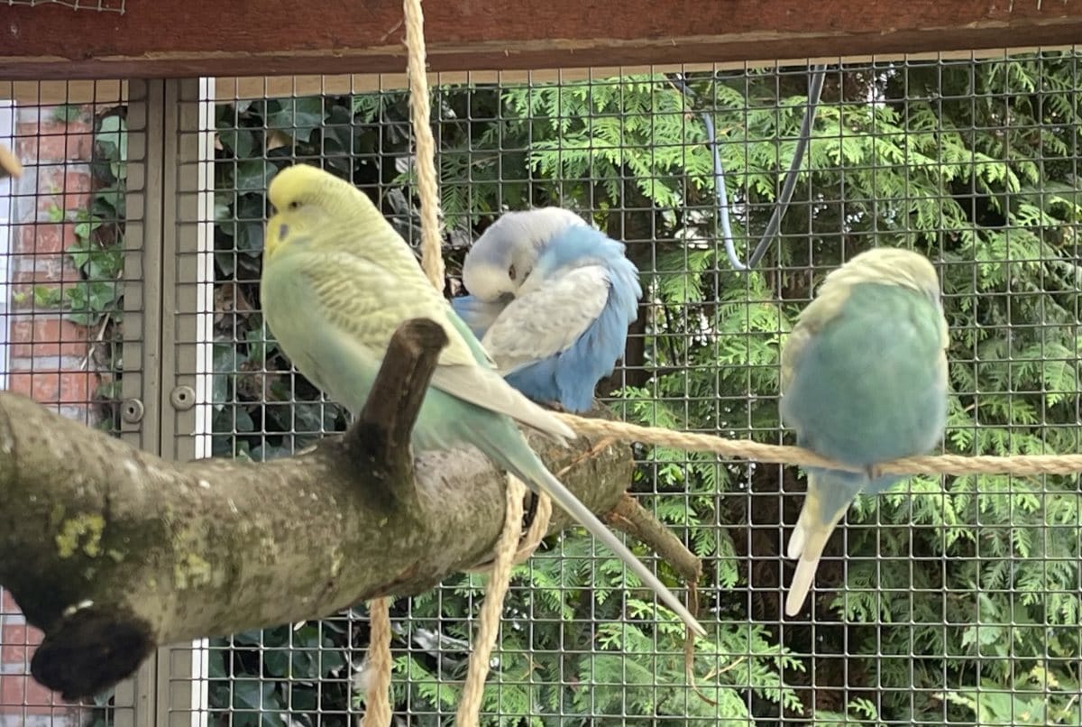 Foto: Miro - andere Tiere > Vögel