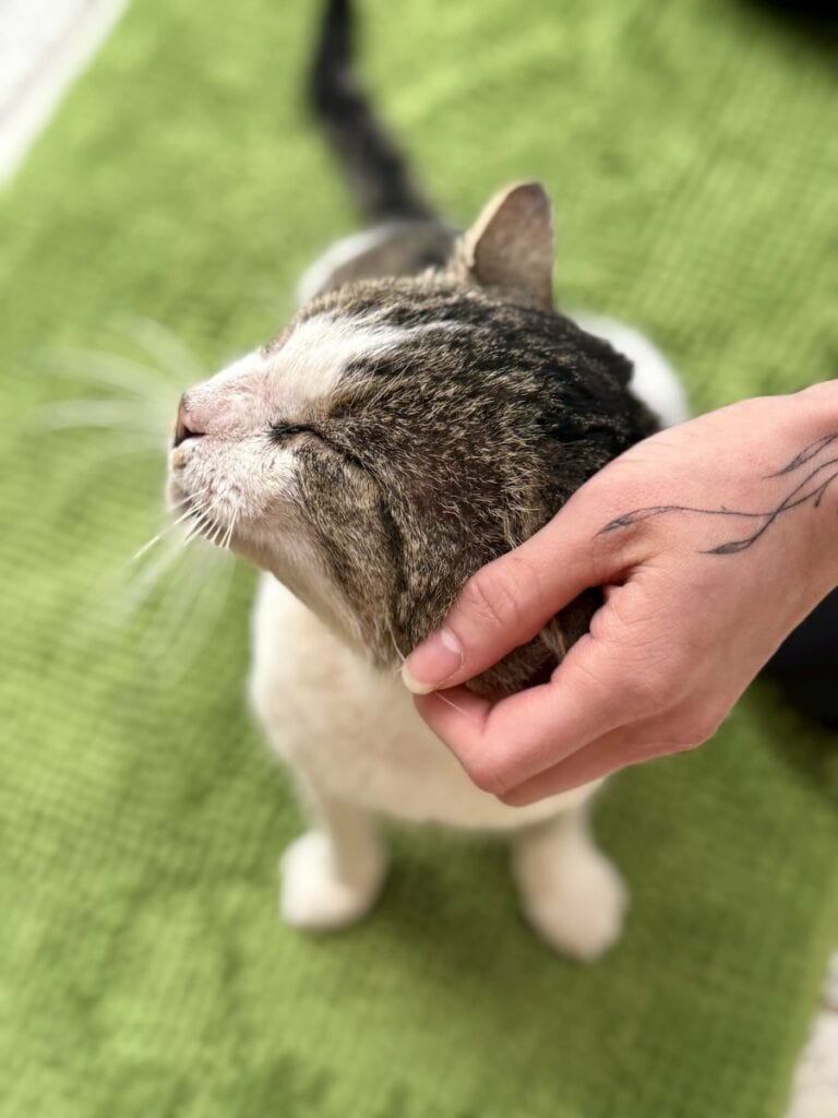 Foto: Motuku - Katzen > Wohnungskatzen