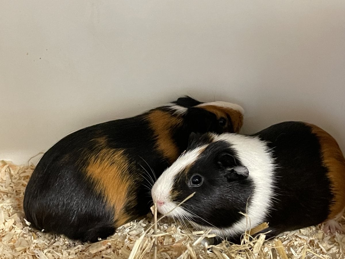 Foto: Uwe - Kleintiere > Meerschweinchen