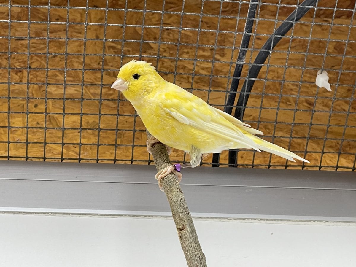 Foto: Krümel - andere Tiere > Vögel