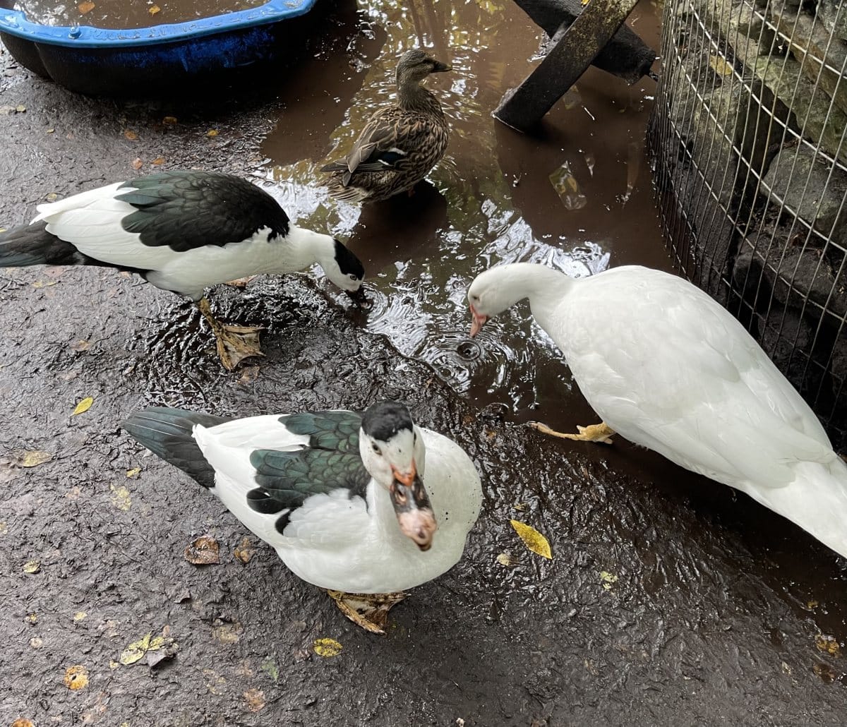 Foto: Trick - andere Tiere > Vögel