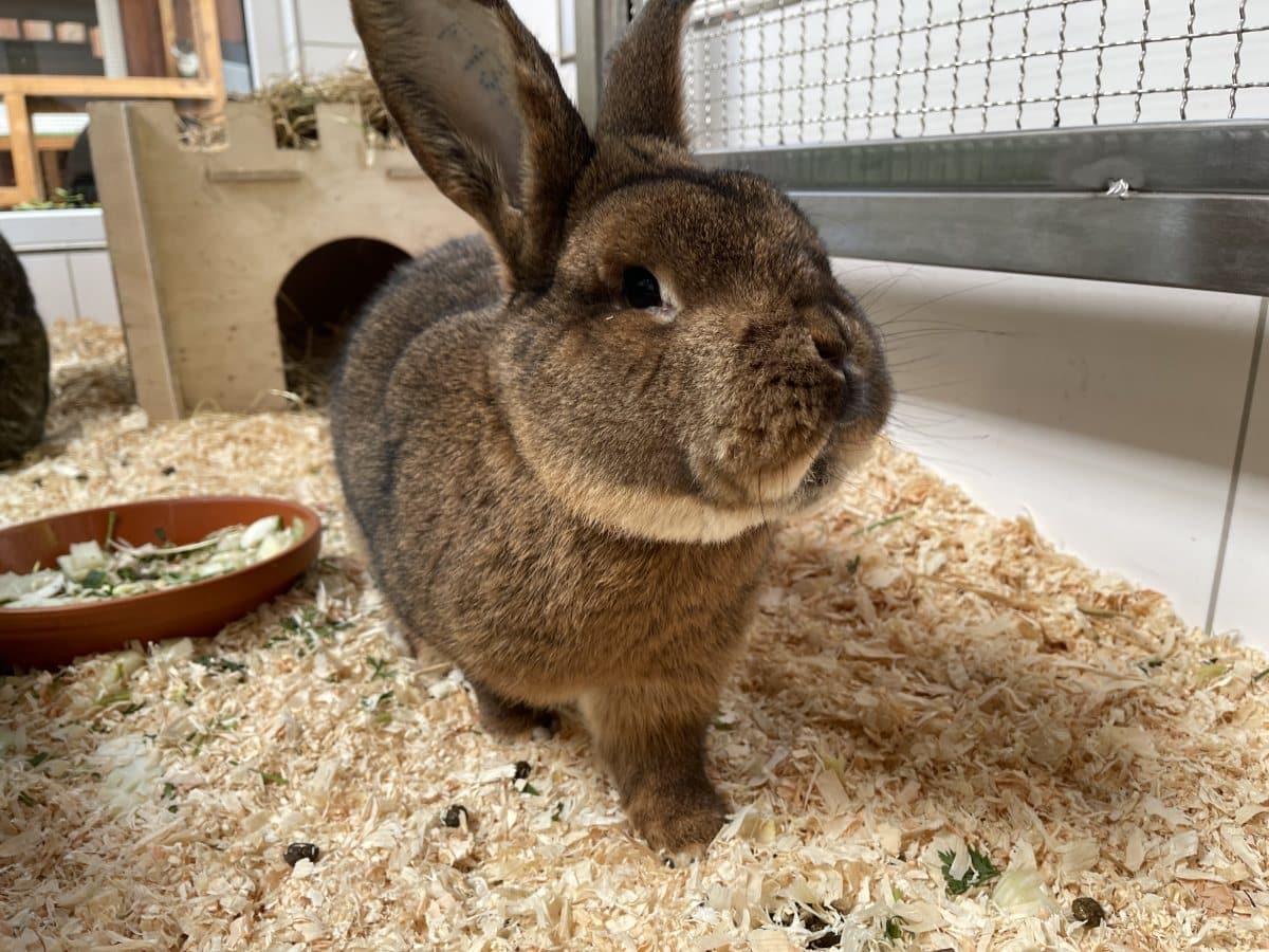 Foto: Zacharias - Kleintiere > Kaninchen