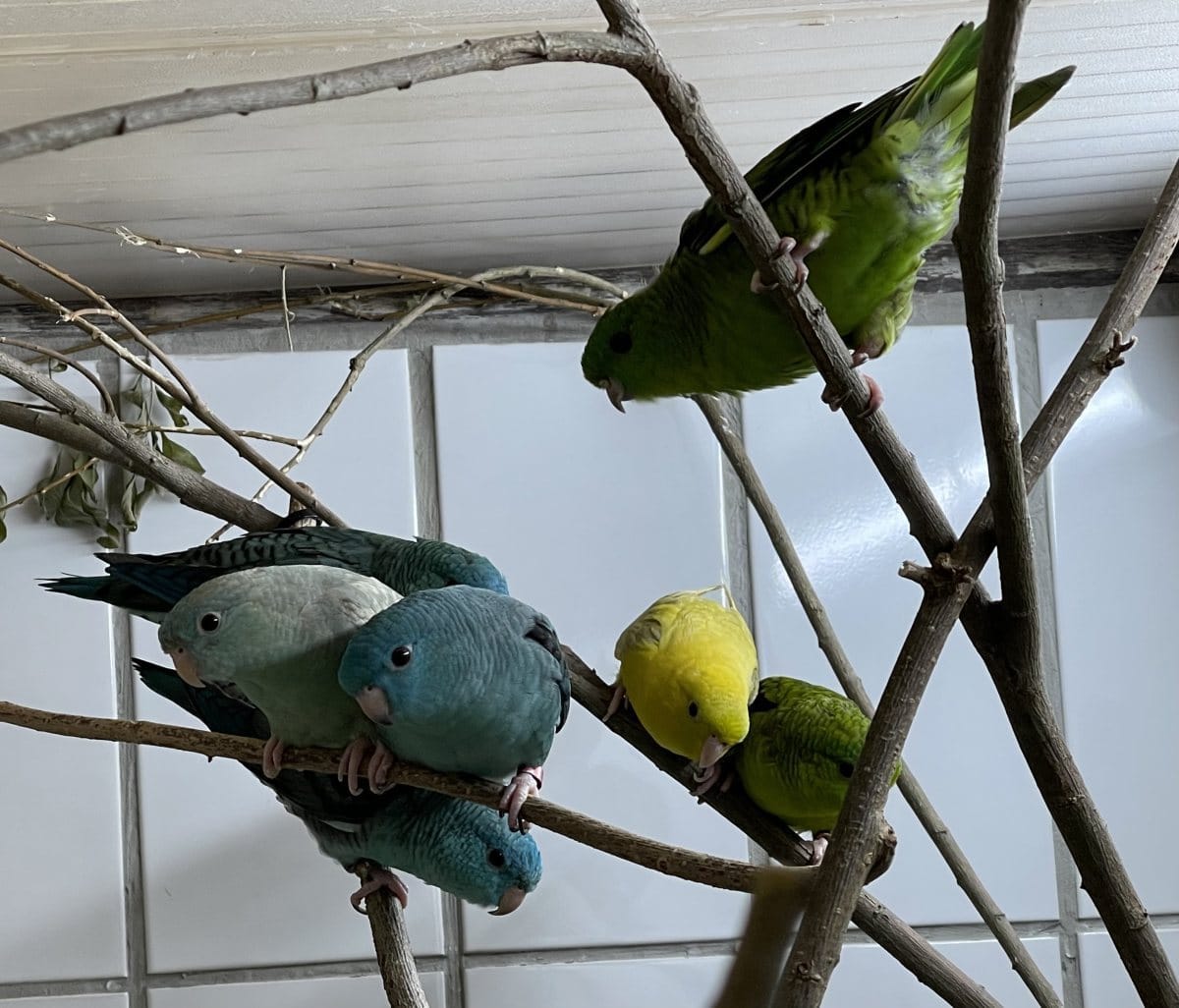 Foto: Katlin - andere Tiere > Vögel