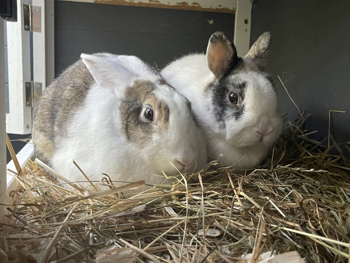 Foto: Hasi - Kleintiere > Kaninchen