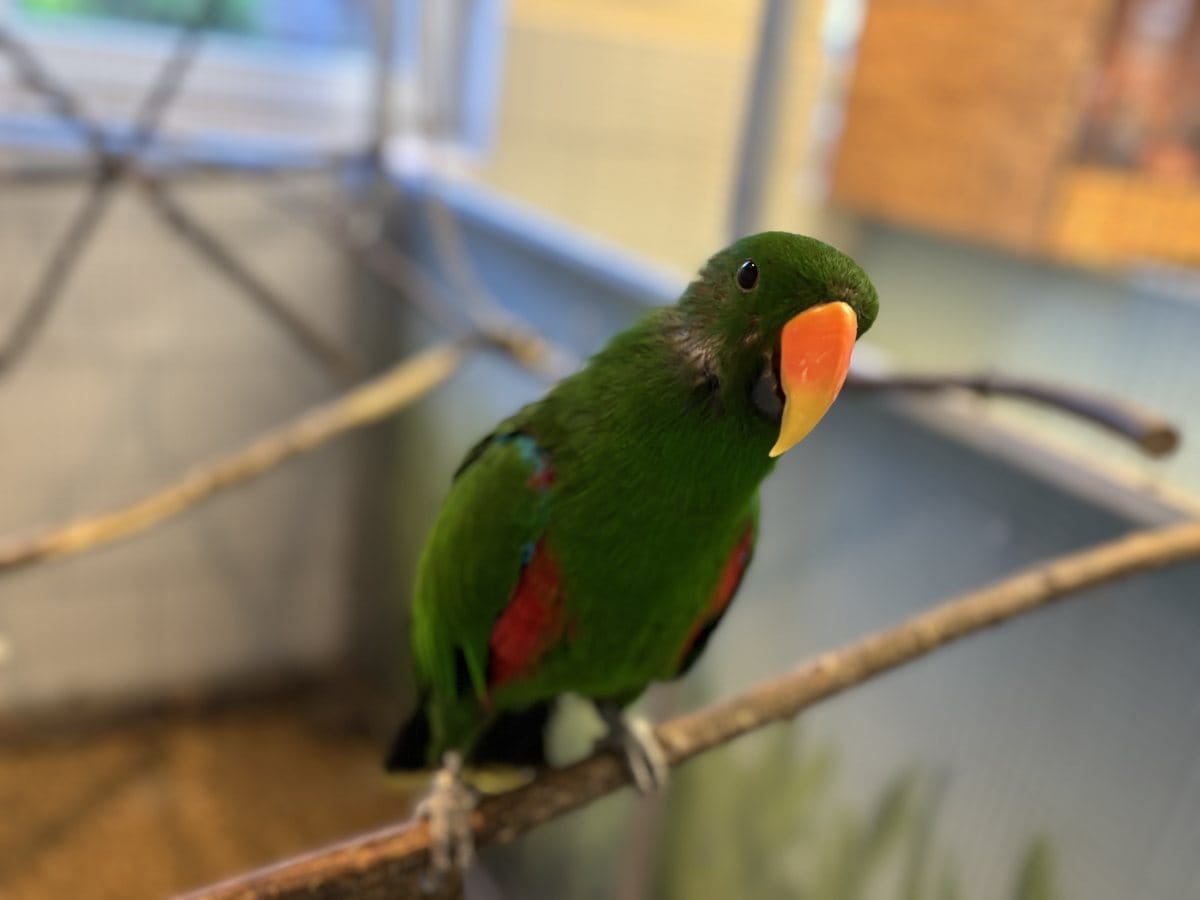 Foto: Frikandel - andere Tiere > Vögel