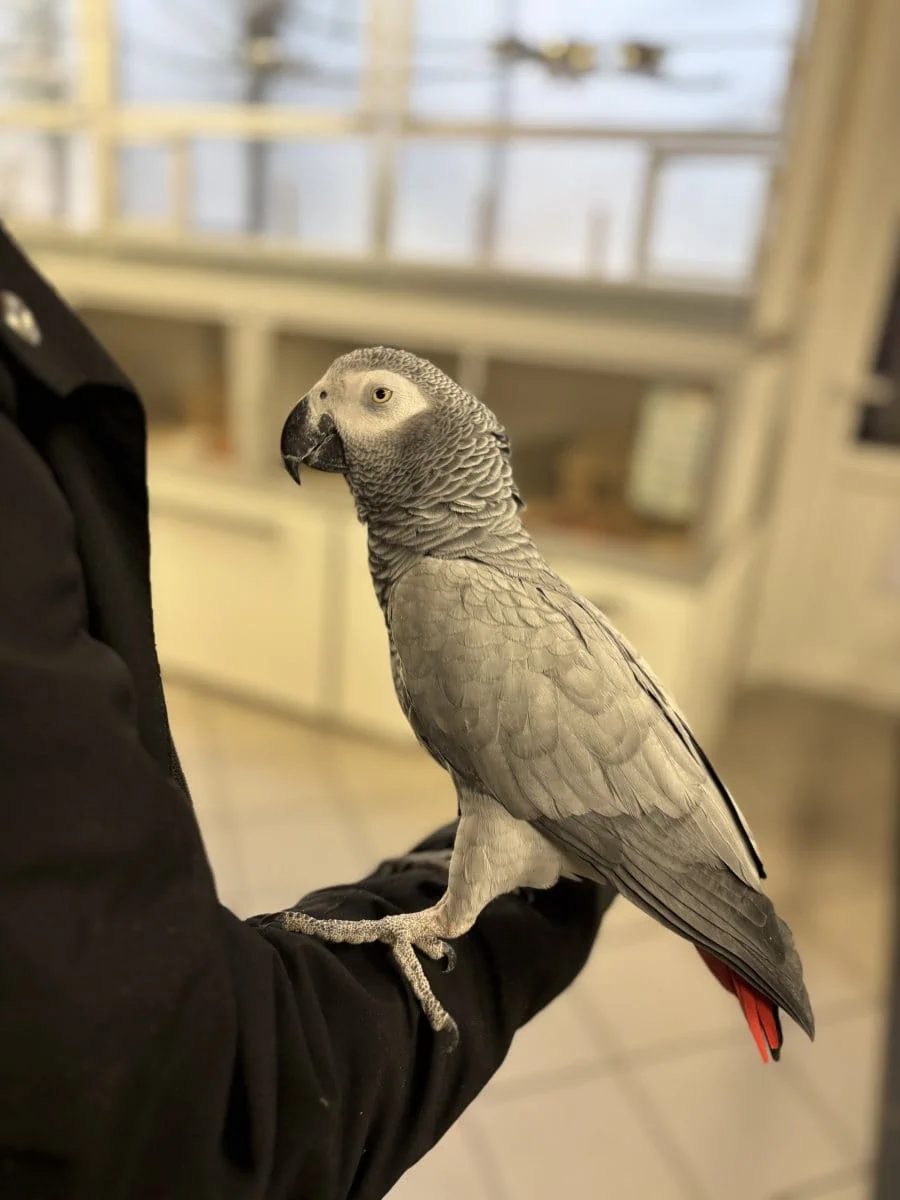 Foto: Rubinia - andere Tiere > Vögel