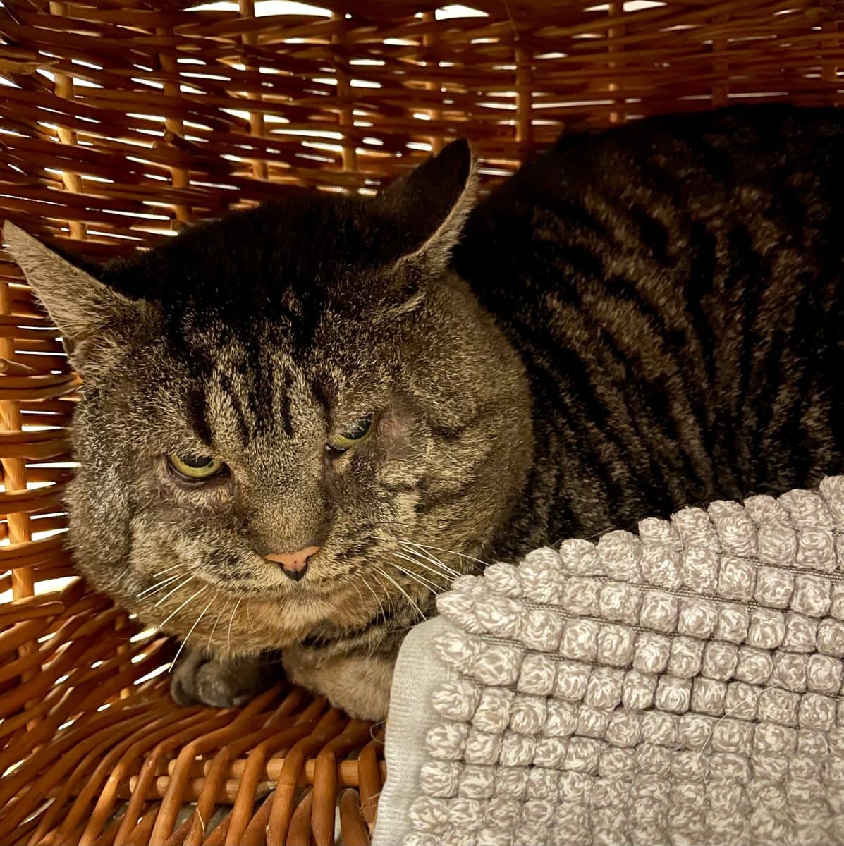 Foto: Jabba the Hutt (FIV pos.) - Katzen > Wohnungskatzen