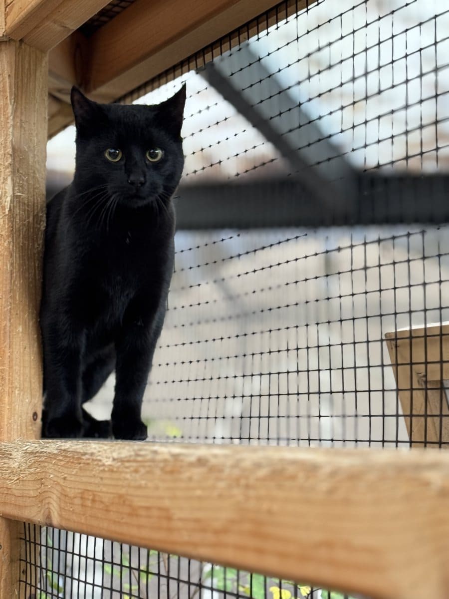 Foto: Badabing - Katzen > Freigänger