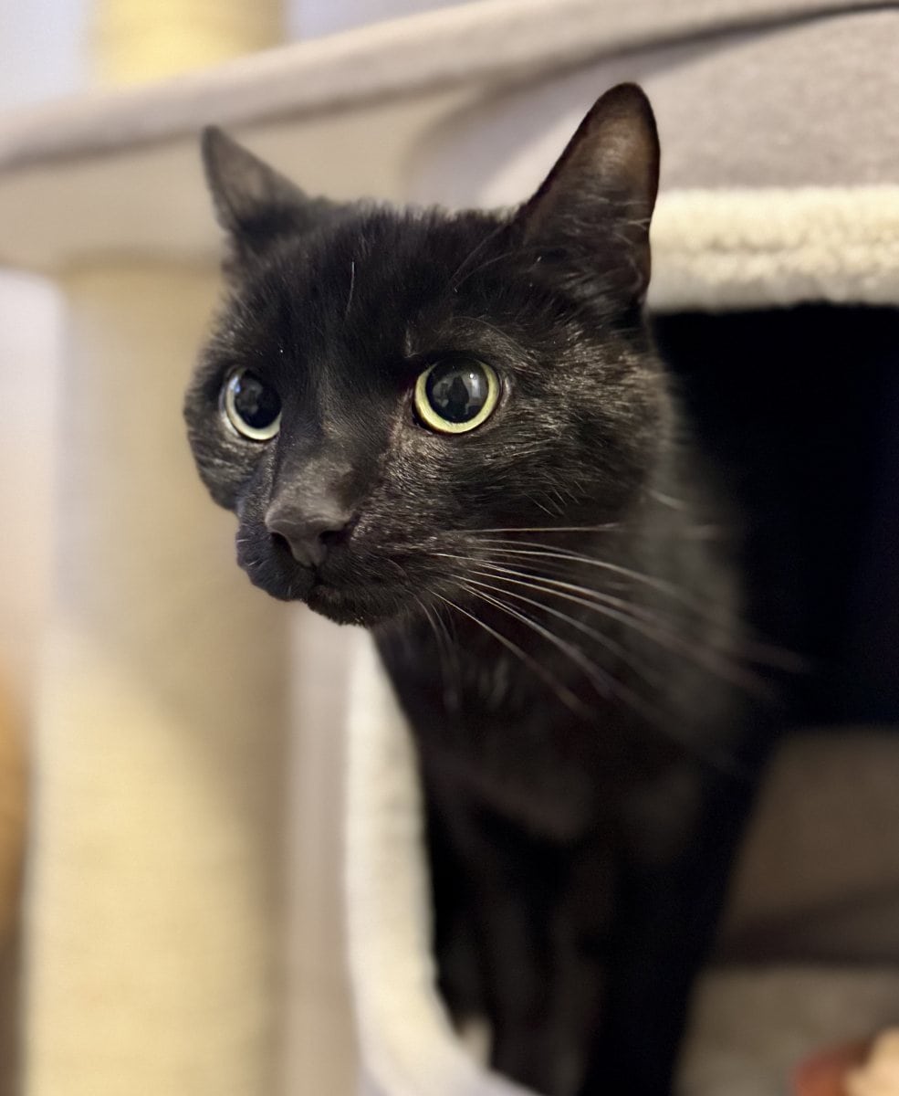 Foto: Bingo - Katzen > Freigänger