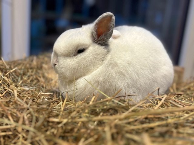 Foto: Jeri - Kleintiere > Kaninchen