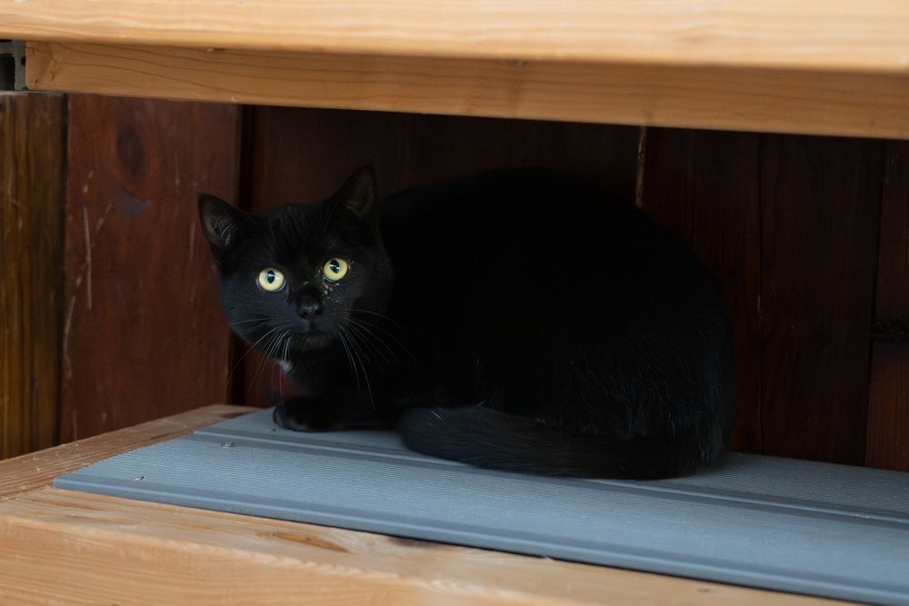 Foto: Grace - Katzen > Freigänger