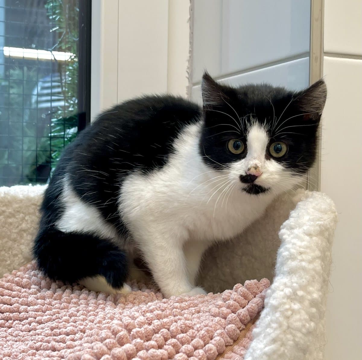 Foto: Knöpfchen - Katzen > Freigänger