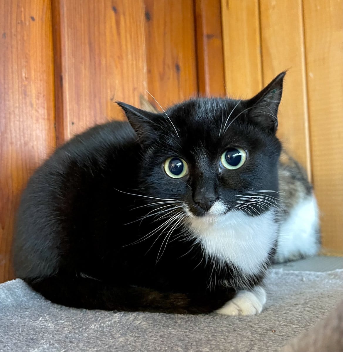 Foto: Tuxedo - Katzen > Freigänger
