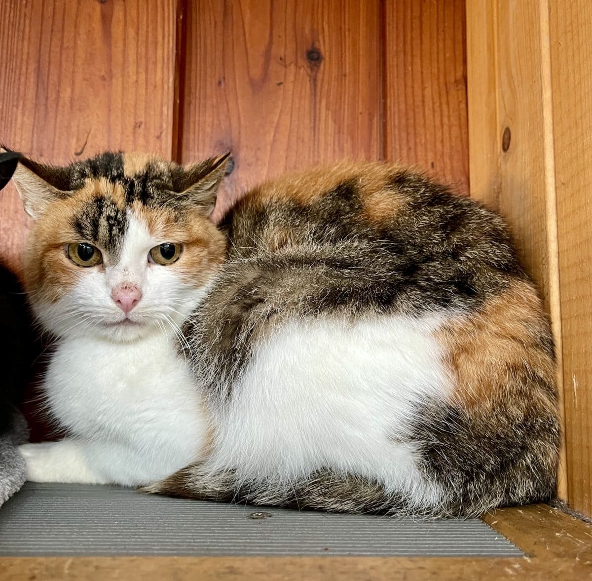 Foto: Calico - Katzen > Freigänger