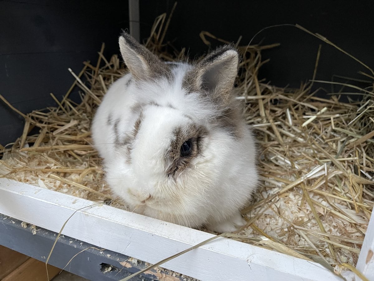 Foto: Chilly - Kleintiere > Kaninchen