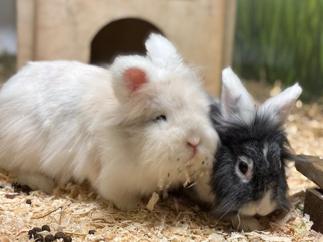 Foto: Cinnamon - Kleintiere > Kaninchen