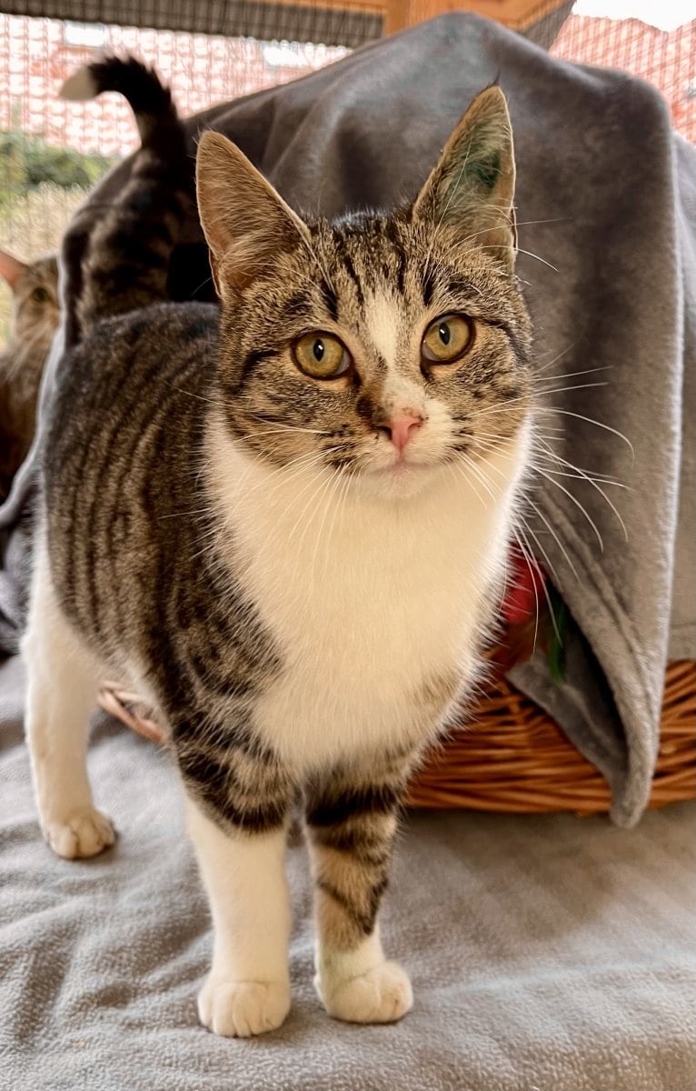 Foto: Juist - Katzen > Freigänger