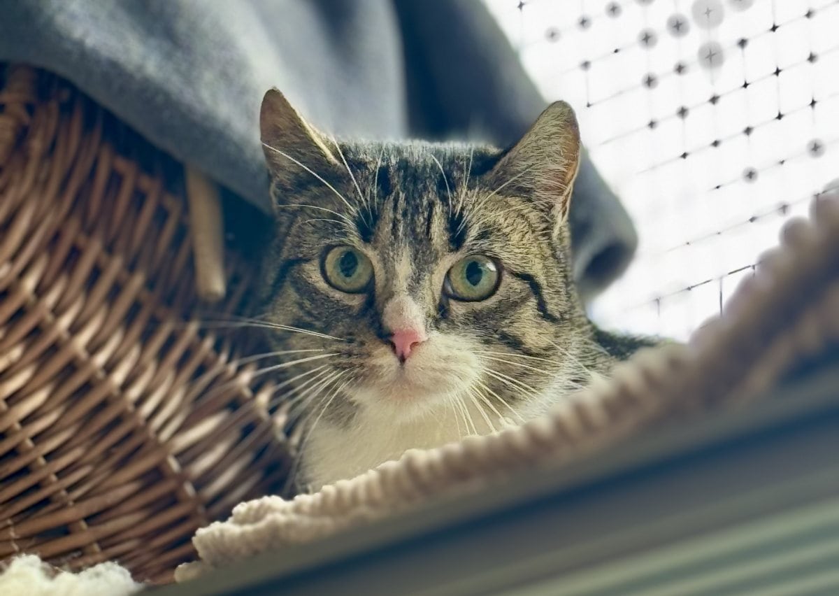 Foto: Liebitz - Katzen > Freigänger