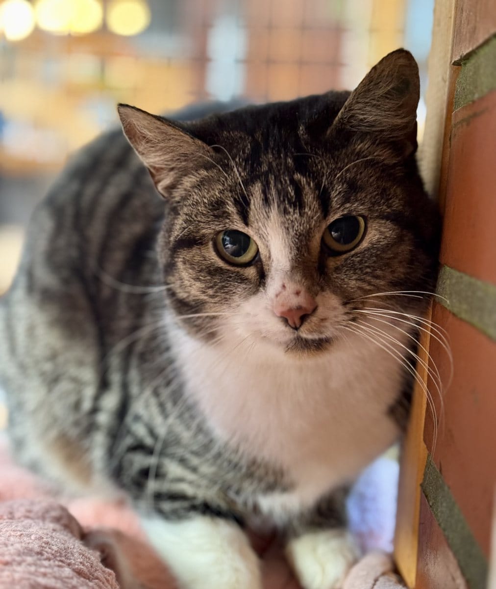 Foto: Wolin - Katzen > Freigänger