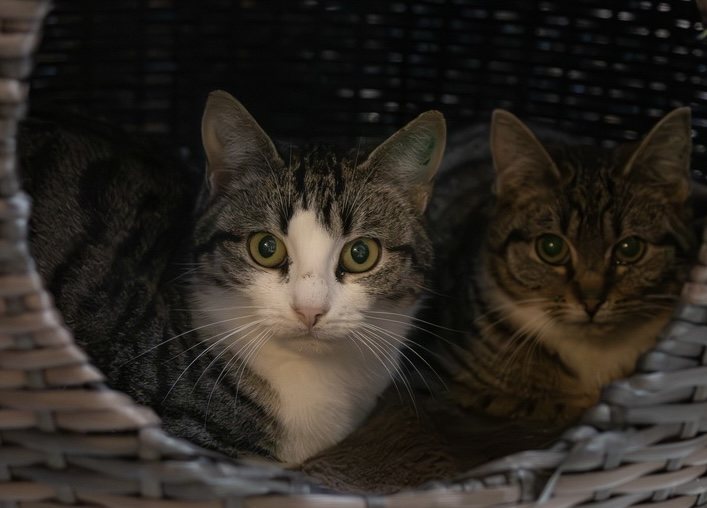 Foto: Lubin - Katzen > Freigänger