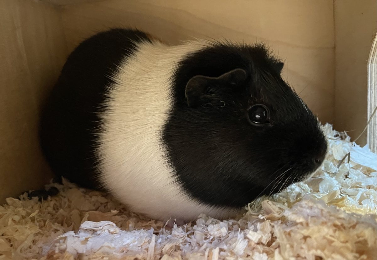 Foto: Flecki - Kleintiere > Meerschweinchen