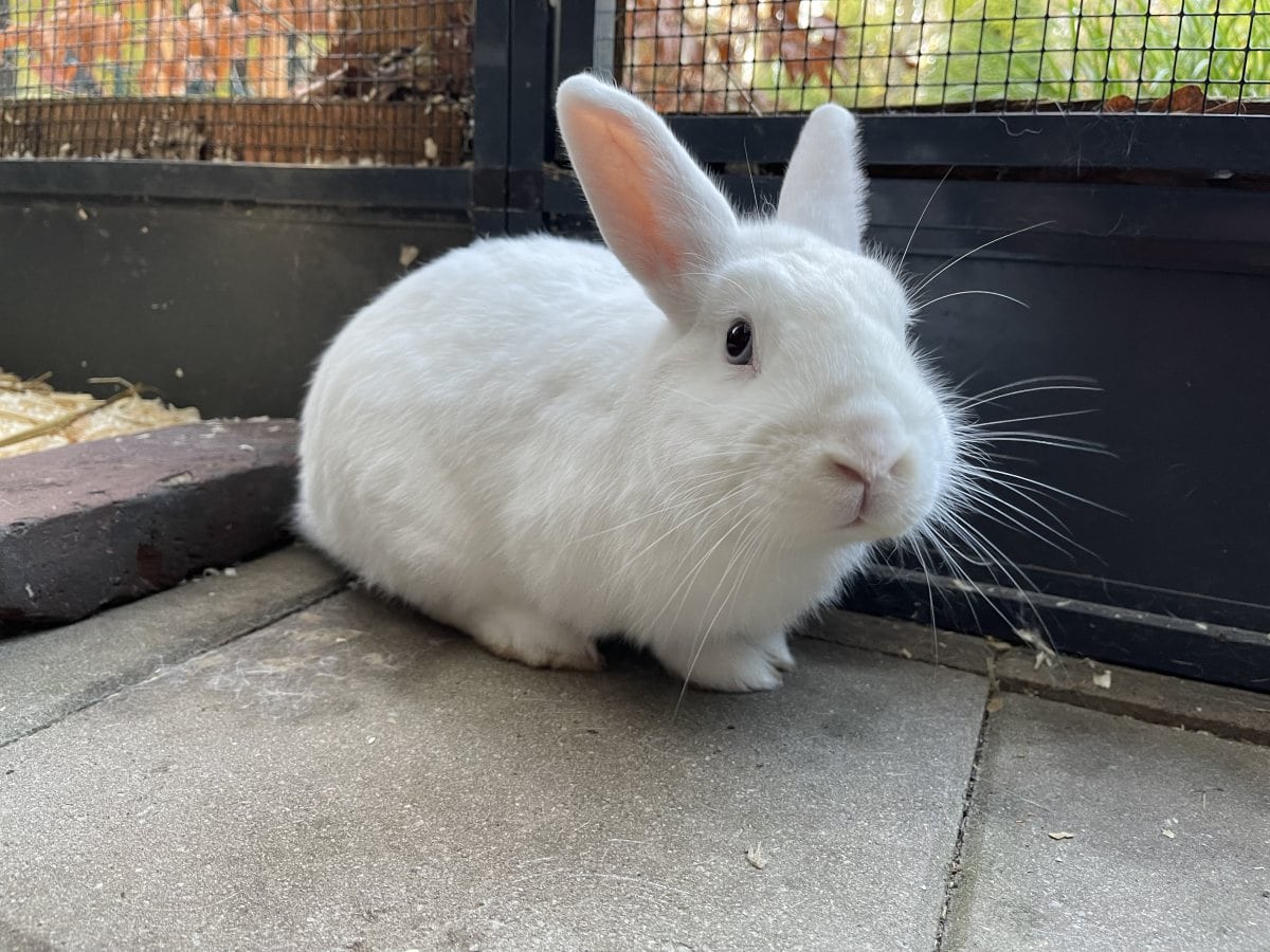 Foto: Gunrath - Kleintiere > Kaninchen