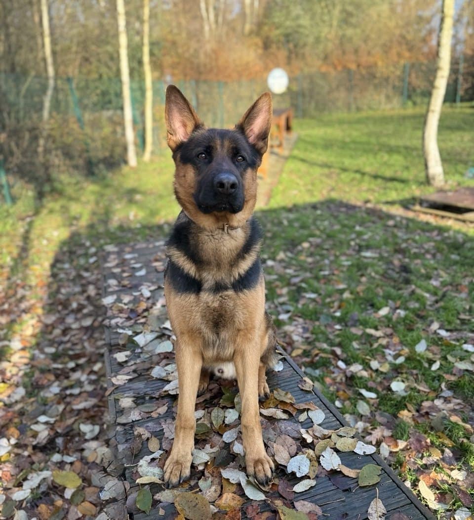 Foto: Rex - Hunde > Hunde