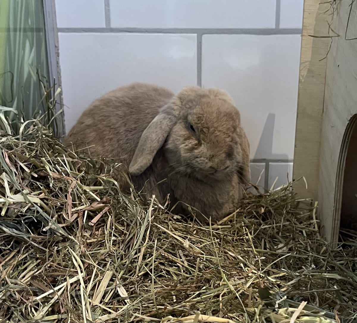 Foto: Schlappi - Kleintiere > Kaninchen