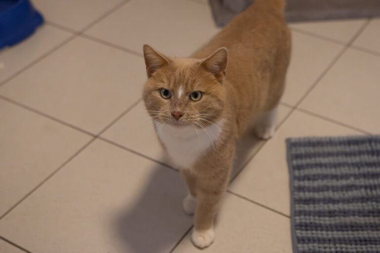 Foto: Ralfie - Katzen > Freigänger