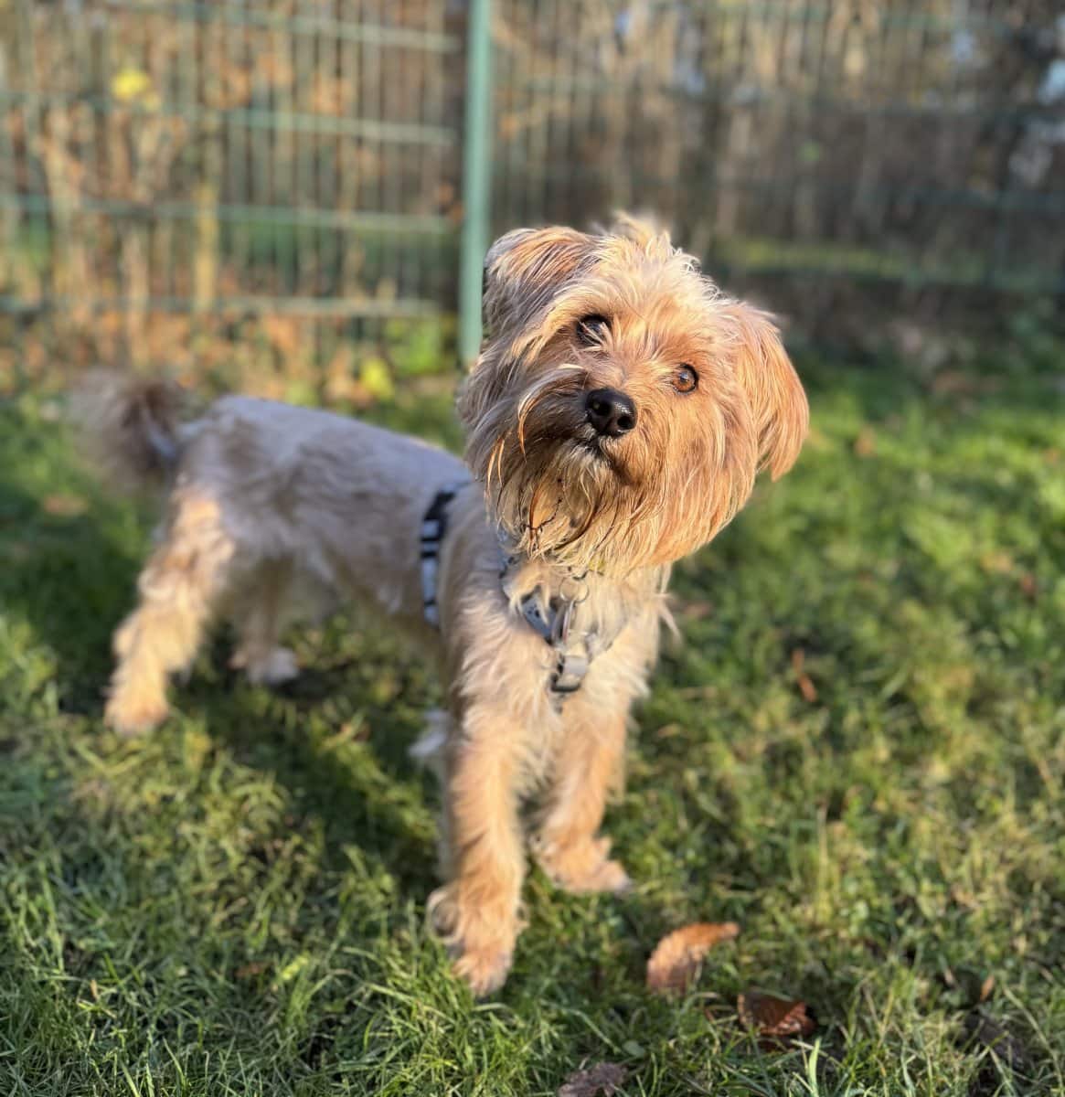 Foto: Teddy - Hunde > Hunde