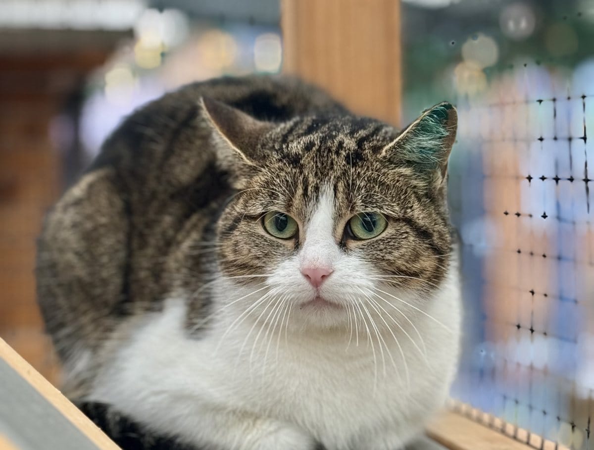 Foto: Oboe - Katzen > Freigänger