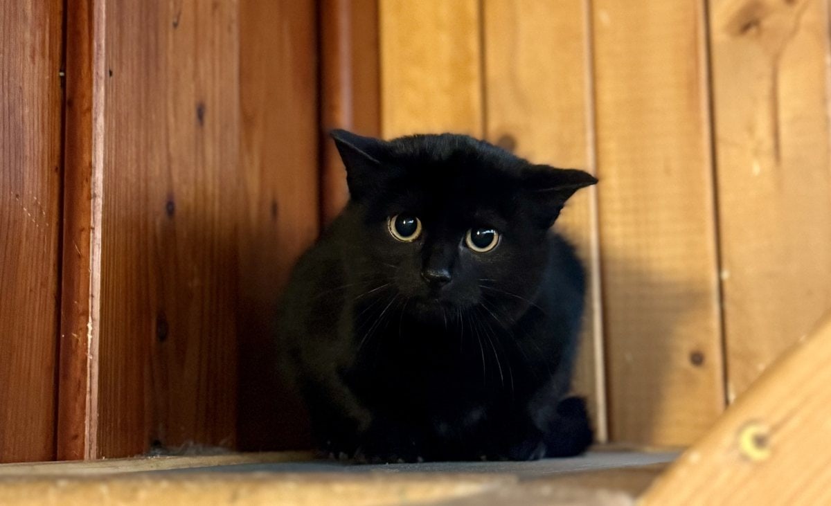 Foto: Trina - Katzen > Freigänger