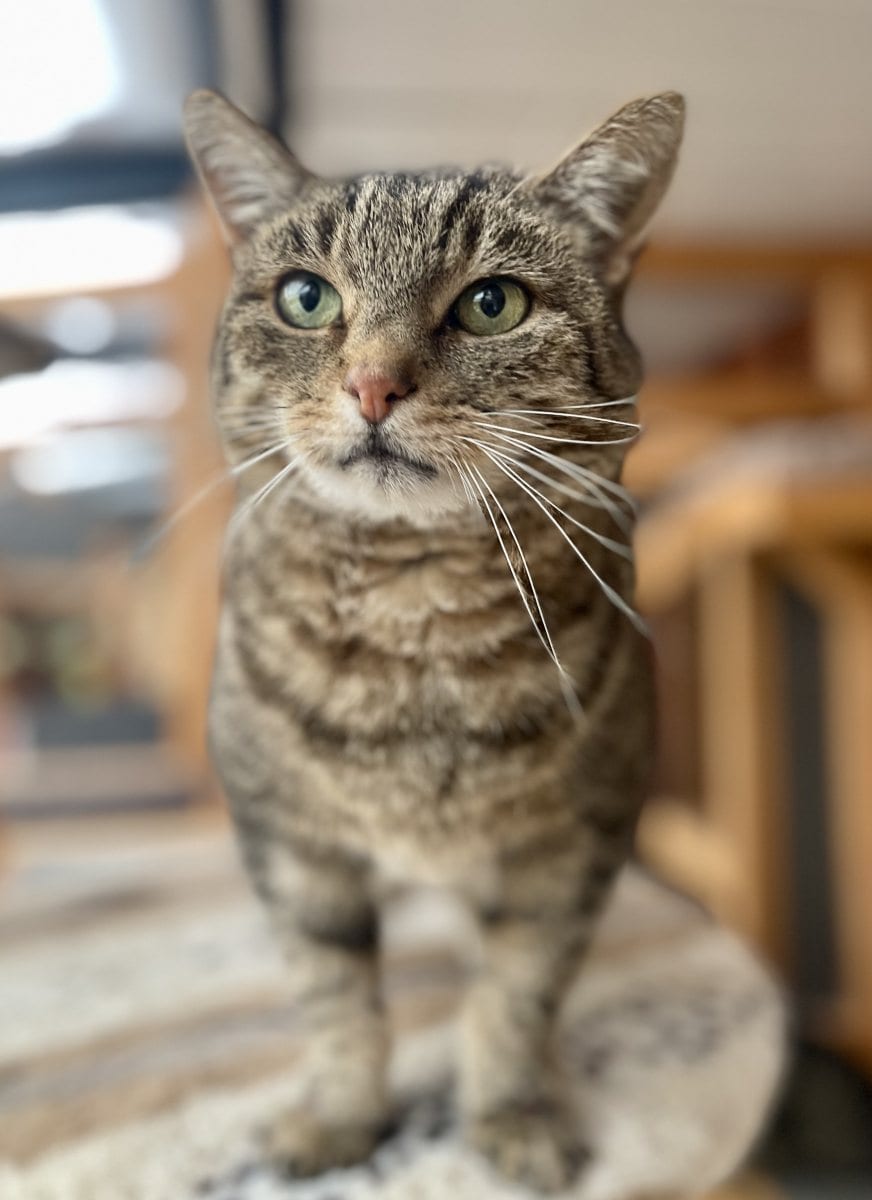 Foto: Benny - Katzen > Freigänger