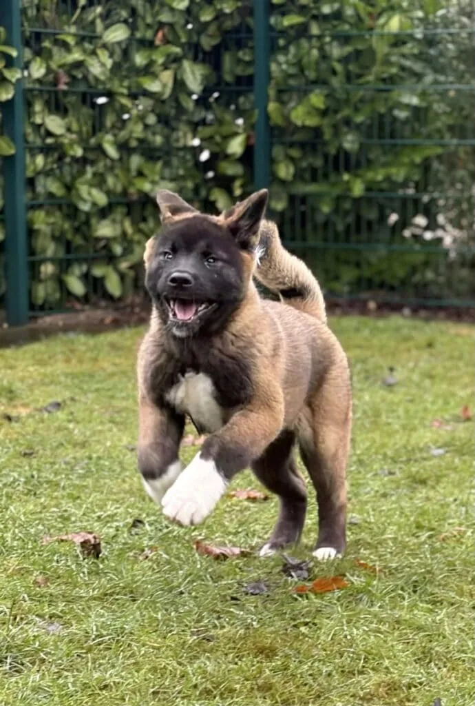 Foto: Yuka - Hunde > Hunde