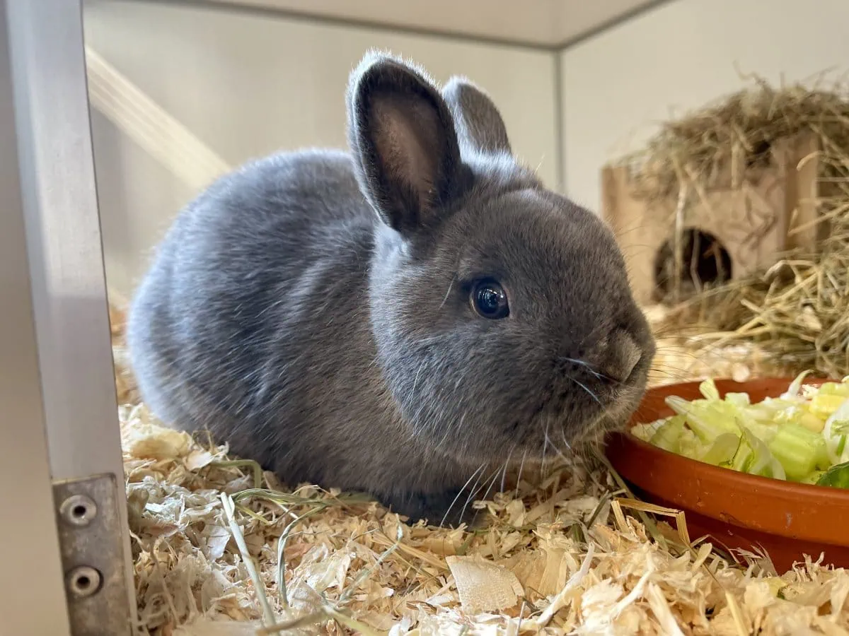 Foto: Squashy - Kleintiere > Kaninchen