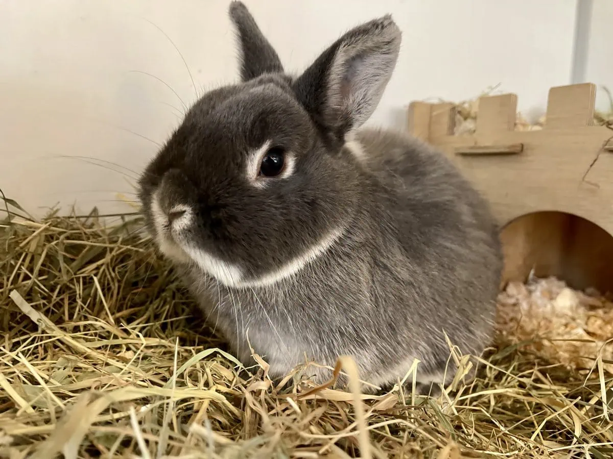 Foto: Squishy - Kleintiere > Kaninchen