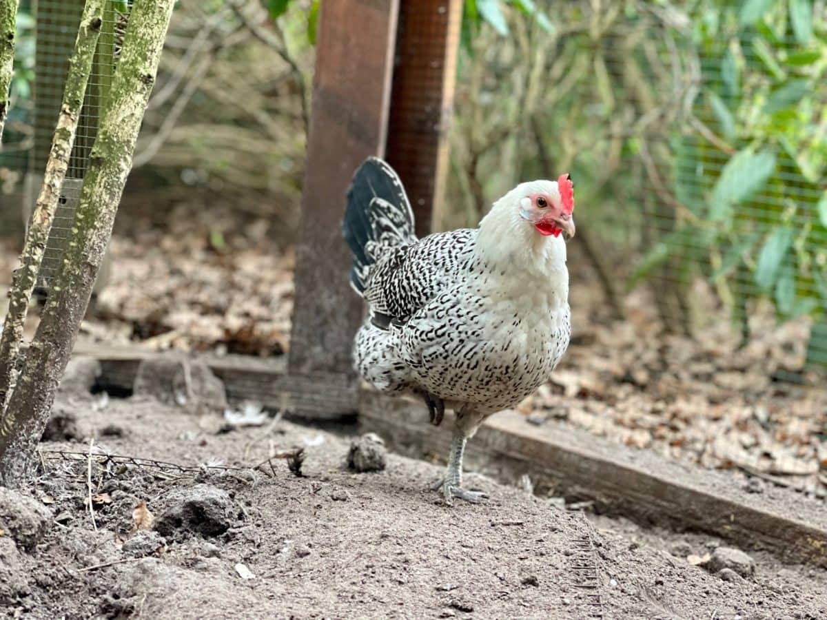 Foto: Helga - andere Tiere > Vögel