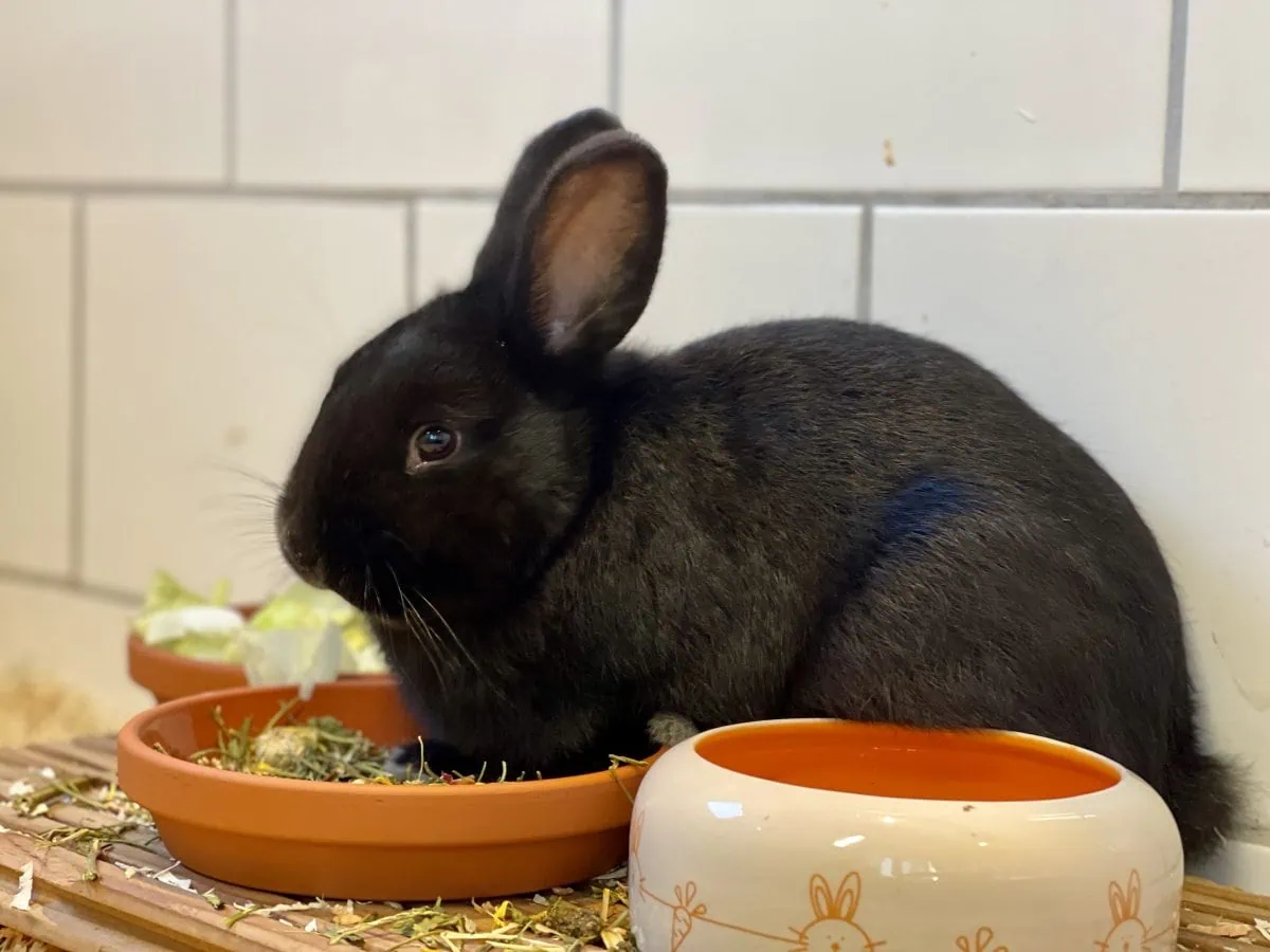 Foto: Flynn - Kleintiere > Kaninchen