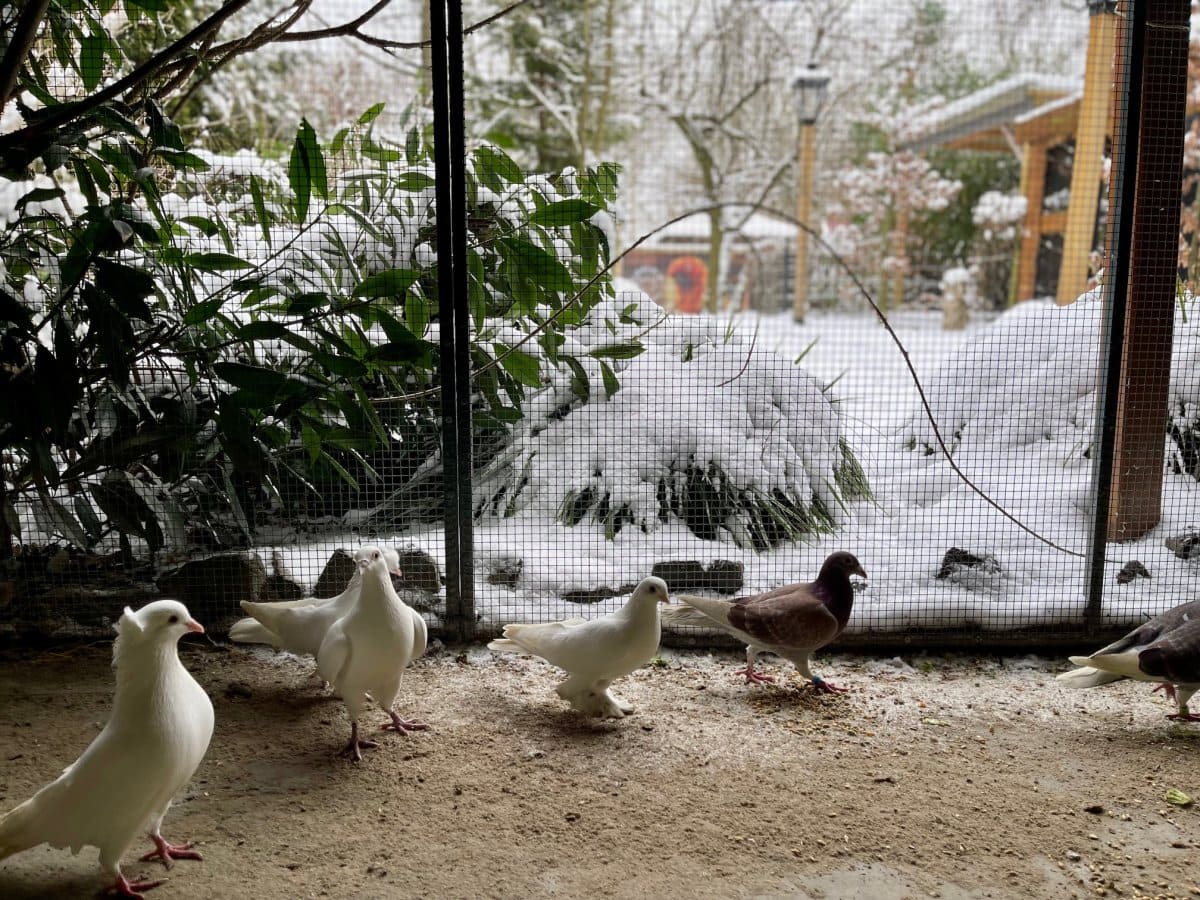 Foto: Ursel - andere Tiere > Vögel