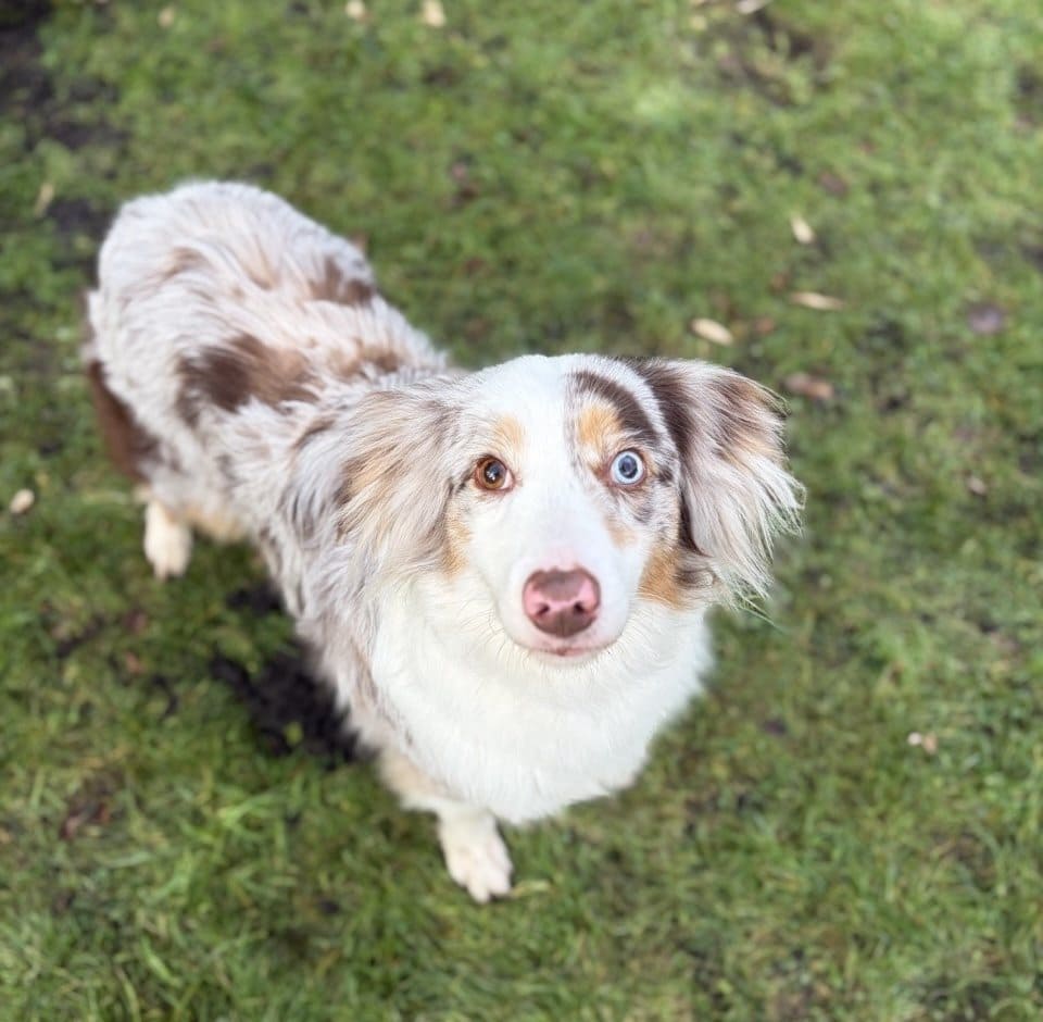 Foto: Jenna - Hunde > Hunde