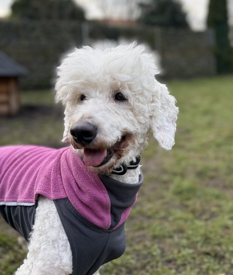 Foto: Mozart - Hunde > Hunde