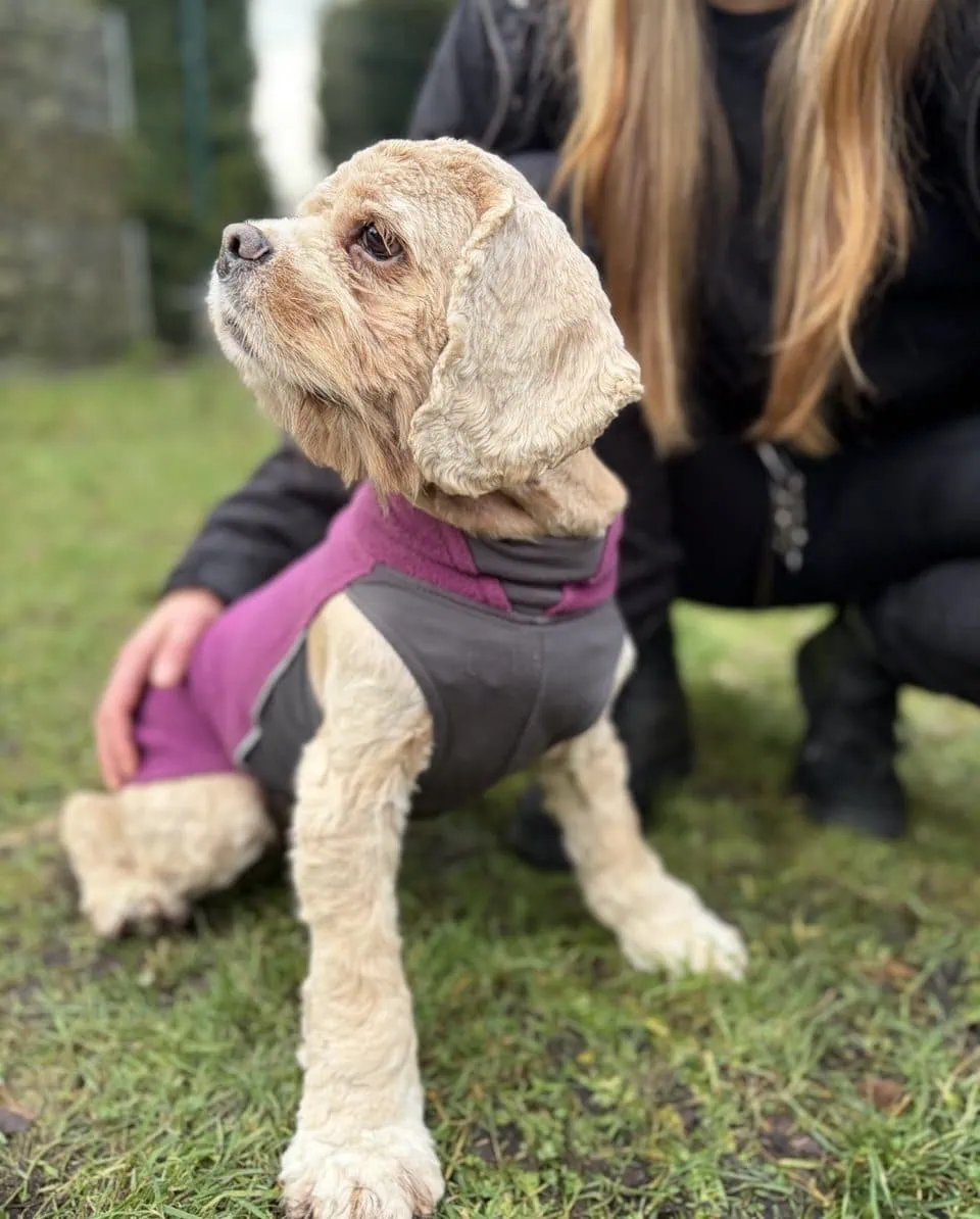 Foto: Whoopie - Hunde > Hunde