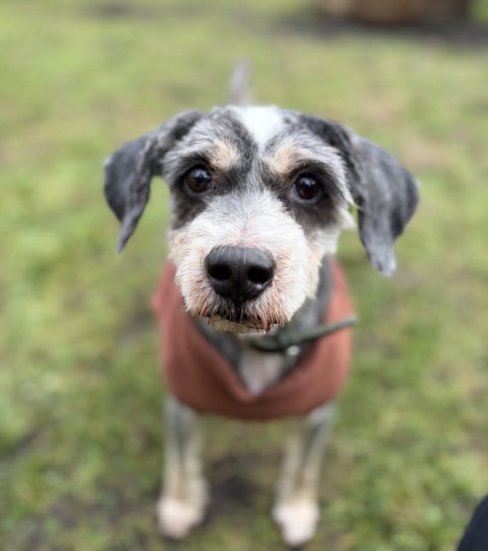 Foto: Ygritte - Hunde > Hunde