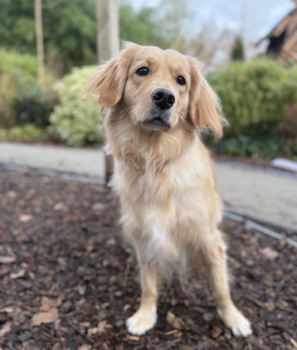 Foto: Emma - Hunde > Hunde